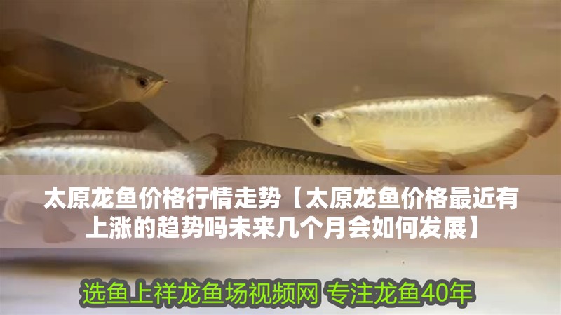 太原龍魚價格行情走勢【太原龍魚價格最近有上漲的趨勢嗎未來幾個月會如何發展】