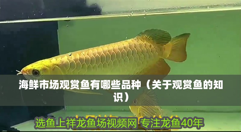 海鮮市場觀賞魚有哪些品種（關(guān)于觀賞魚的知識）