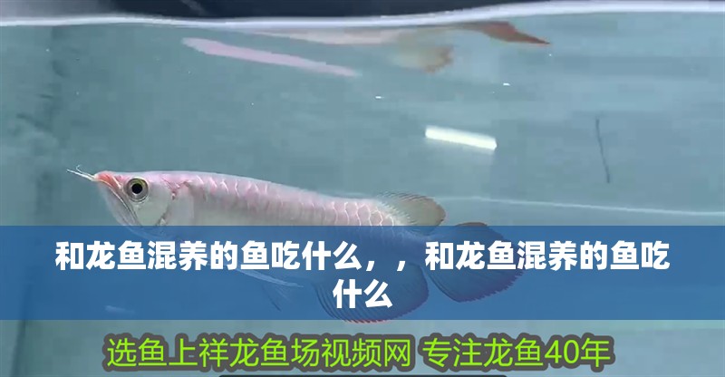 和龍魚混養(yǎng)的魚吃什么，，和龍魚混養(yǎng)的魚吃什么