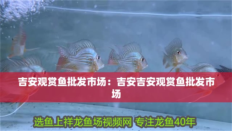吉安觀賞魚批發市場：吉安吉安觀賞魚批發市場