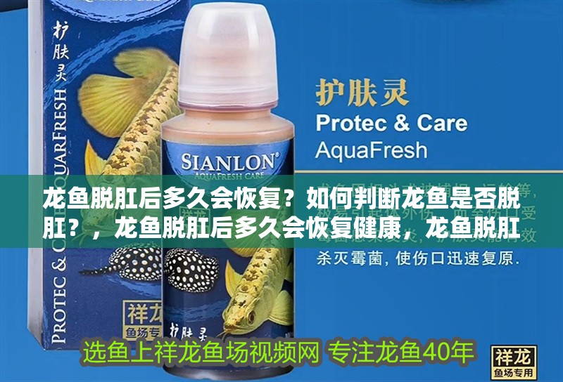 龍魚脫肛后多久會恢復？如何判斷龍魚是否脫肛？，龍魚脫肛后多久會恢復健康，龍魚脫肛護理時間表介紹