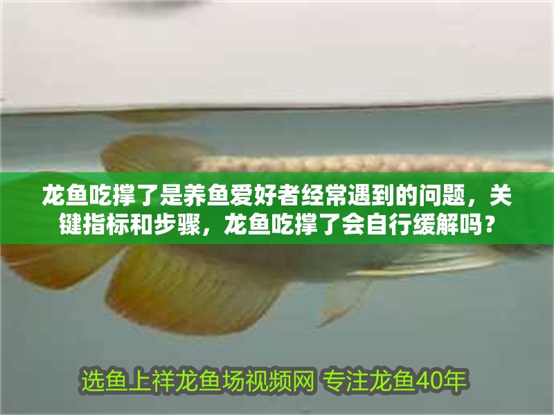 龍魚吃撐了是養魚愛好者經常遇到的問題，關鍵指標和步驟，龍魚吃撐了會自行緩解嗎？