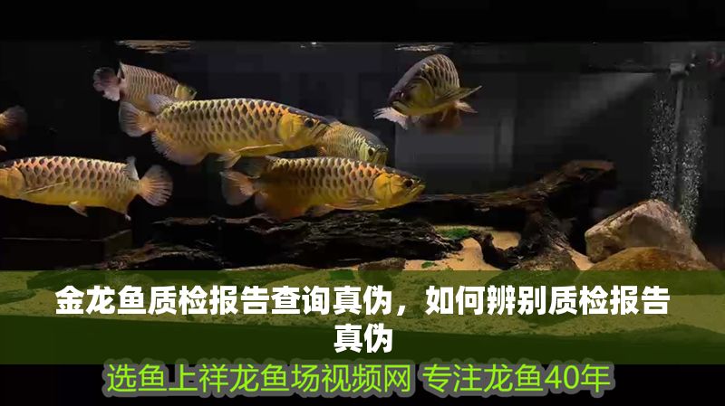 金龍魚質檢報告查詢真偽，如何辨別質檢報告真偽 金龍魚質檢報告查詢真偽，如何辨別質檢報告真偽 龍魚百科 第2張