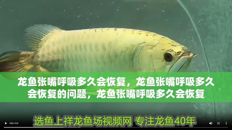 龍魚張嘴呼吸多久會恢復，龍魚張嘴呼吸多久會恢復的問題，龍魚張嘴呼吸多久會恢復