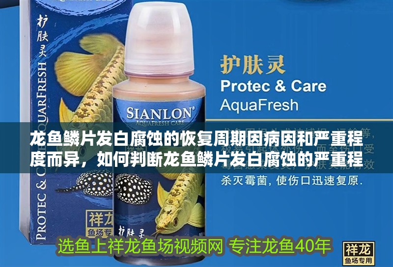 龍魚鱗片發(fā)白腐蝕的恢復周期因病因和嚴重程度而異，如何判斷龍魚鱗片發(fā)白腐蝕的嚴重程度？