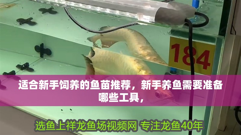 適合新手飼養(yǎng)的魚苗推薦，新手養(yǎng)魚需要準備哪些工具，