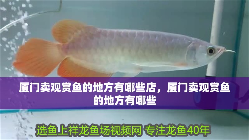 廈門賣觀賞魚(yú)的地方有哪些店，廈門賣觀賞魚(yú)的地方有哪些