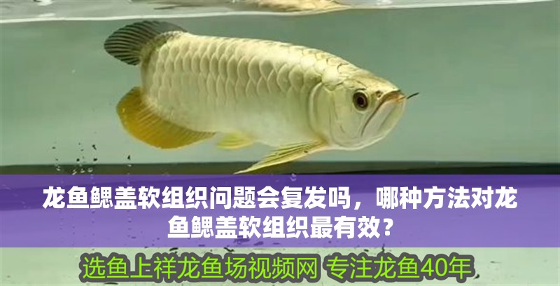 龍魚鰓蓋軟組織問題會復發嗎，哪種方法對龍魚鰓蓋軟組織最有效？