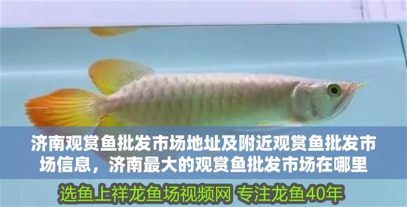 濟南觀賞魚批發(fā)市場地址及附近觀賞魚批發(fā)市場信息，濟南最大的觀賞魚批發(fā)市場在哪里