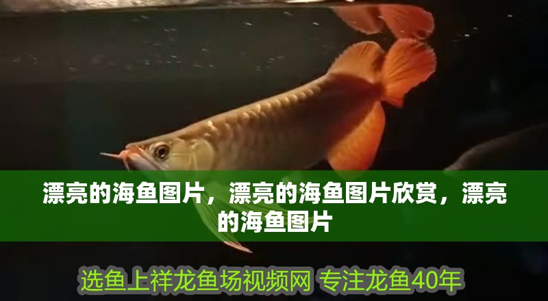漂亮的海魚圖片，漂亮的海魚圖片欣賞，漂亮的海魚圖片