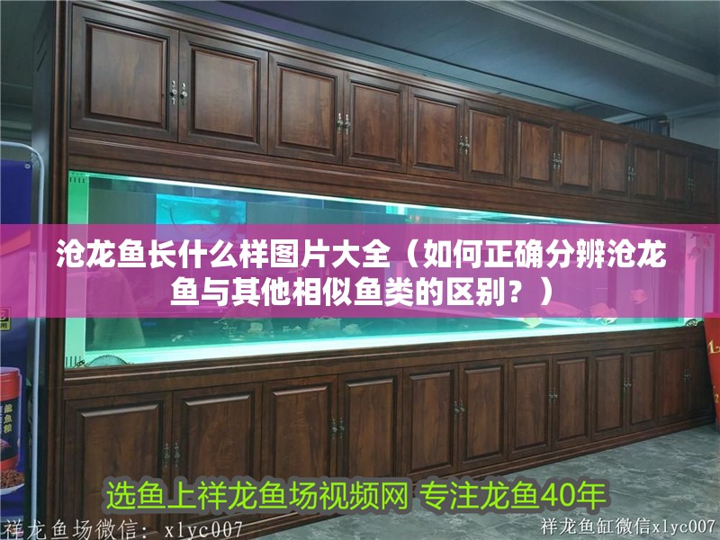 滄龍魚長什么樣圖片大全（如何正確分辨滄龍魚與其他相似魚類的區別？）