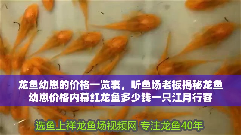 龍魚幼崽的價格一覽表，聽魚場老板揭秘龍魚幼崽價格內幕紅龍魚多少錢一只江月行客