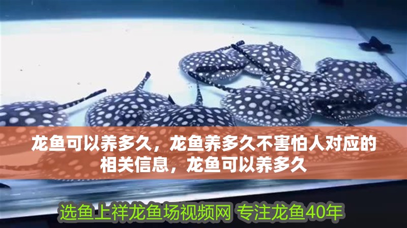 龍魚可以養多久，龍魚養多久不害怕人對應的相關信息，龍魚可以養多久