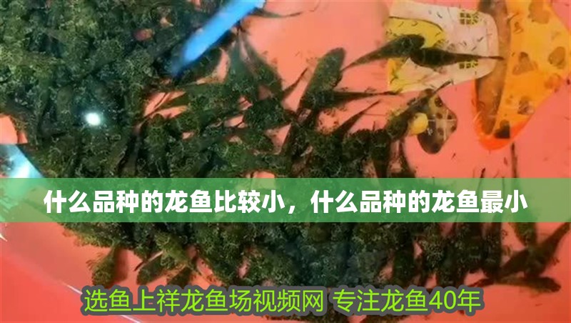 什么品種的龍魚(yú)比較小，什么品種的龍魚(yú)最小