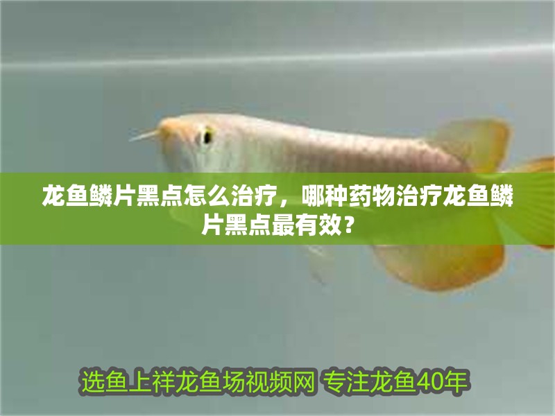 龍魚鱗片黑點怎么治療，哪種藥物治療龍魚鱗片黑點最有效？