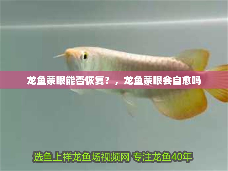 龍魚蒙眼能否恢復？，龍魚蒙眼會自愈嗎