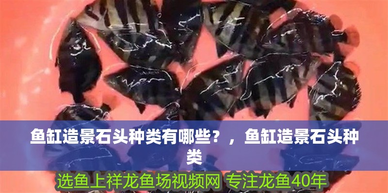 魚缸造景石頭種類有哪些？，魚缸造景石頭種類