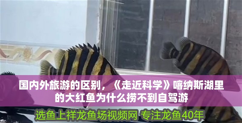 國內外旅游的區別,《走近科學》喀納斯湖里的大紅魚為什么撈不到自駕游 觀賞魚百科 第4張 國內外旅游的區別,《走近科學》喀納斯湖里的大紅魚為什么撈不到自駕游 國內外旅游的區別,《走近科學》喀納斯湖里的大紅魚為什么撈不到自駕游 觀賞魚百科 第4張