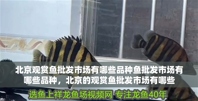 北京觀賞魚批發市場有哪些品種魚批發市場有哪些品種，北京的觀賞魚批發市場有哪些 北京觀賞魚批發市場有哪些品種魚批發市場有哪些品種，北京的觀賞魚批發市場有哪些 觀賞魚百科 第2張