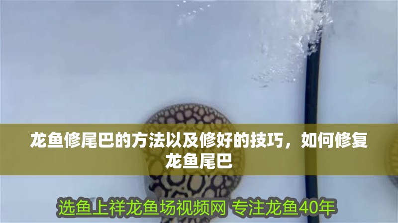 龍魚修尾巴的方法以及修好的技巧，如何修復(fù)龍魚尾巴