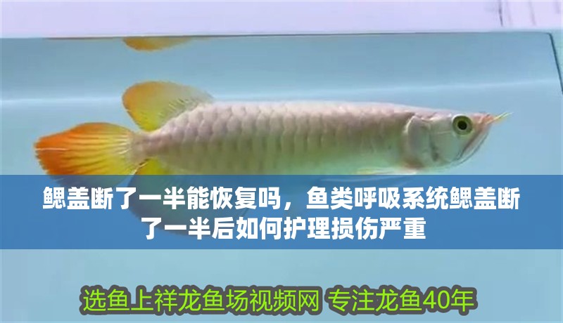 鰓蓋斷了一半能恢復嗎，魚類呼吸系統鰓蓋斷了一半后如何護理損傷嚴重
