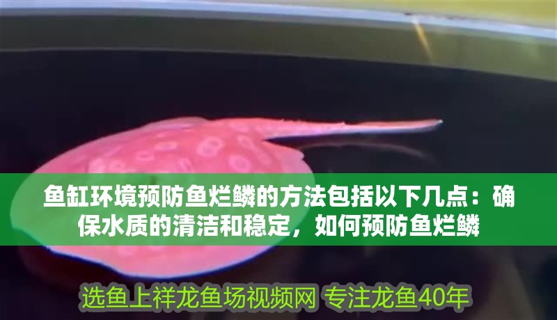 魚缸環境預防魚爛鱗的方法包括以下幾點：確保水質的清潔和穩定，如何預防魚爛鱗