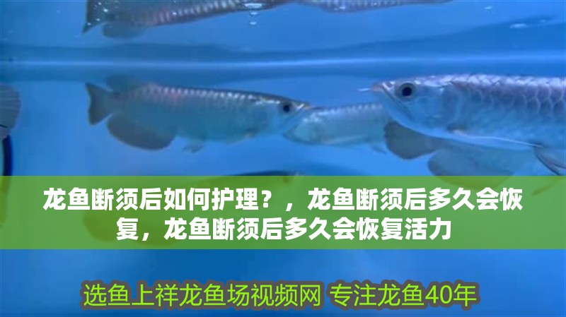 龍魚斷須后如何護理？，龍魚斷須后多久會恢復，龍魚斷須后多久會恢復活力