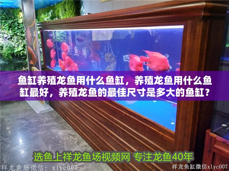 魚缸養殖龍魚用什么魚缸，養殖龍魚用什么魚缸最好，養殖龍魚的最佳尺寸是多大的魚缸？