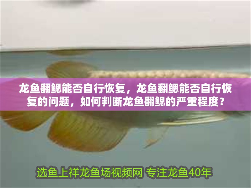 龍魚翻鰓能否自行恢復，龍魚翻鰓能否自行恢復的問題，如何判斷龍魚翻鰓的嚴重程度？