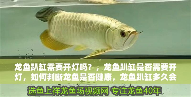 龍魚趴缸需要開燈嗎？，龍魚趴缸是否需要開燈，如何判斷龍魚是否健康，龍魚趴缸多久會恢復