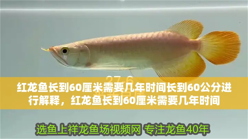 紅龍魚長(zhǎng)到60厘米需要幾年時(shí)間長(zhǎng)到60公分進(jìn)行解釋，紅龍魚長(zhǎng)到60厘米需要幾年時(shí)間 紅龍魚長(zhǎng)到60厘米需要幾年時(shí)間長(zhǎng)到60公分進(jìn)行解釋，紅龍魚長(zhǎng)到60厘米需要幾年時(shí)間 觀賞魚百科 第2張