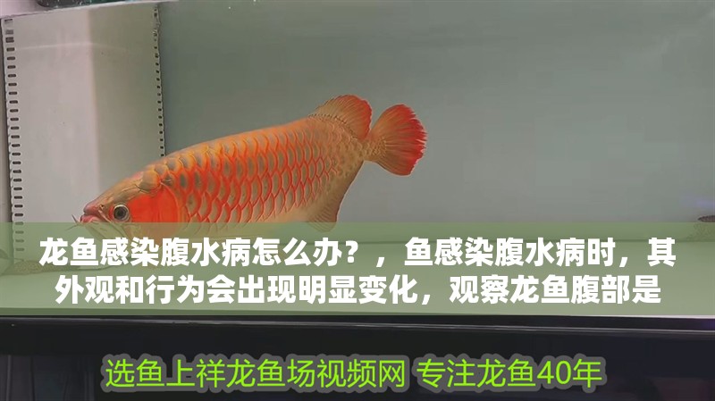 龍魚感染腹水病怎么辦？，魚感染腹水病時，其外觀和行為會出現明顯變化，觀察龍魚腹部是否膨脹 龍魚感染腹水病怎么辦？，魚感染腹水病時，其外觀和行為會出現明顯變化，觀察龍魚腹部是否膨脹 龍魚百科 第3張