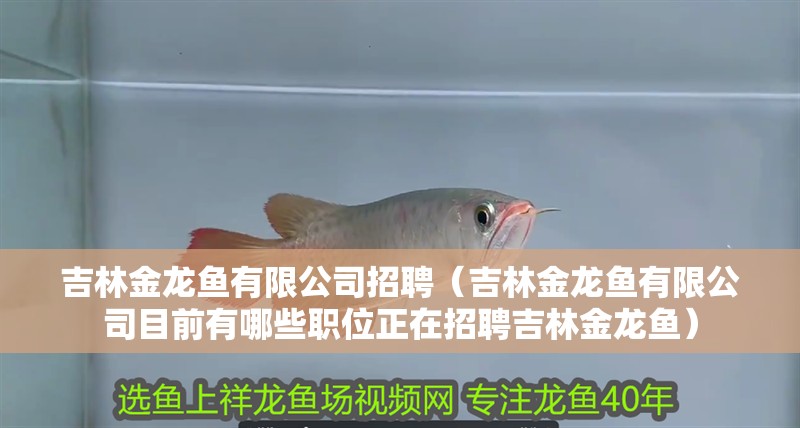吉林金龍魚有限公司招聘（吉林金龍魚有限公司目前有哪些職位正在招聘吉林金龍魚）