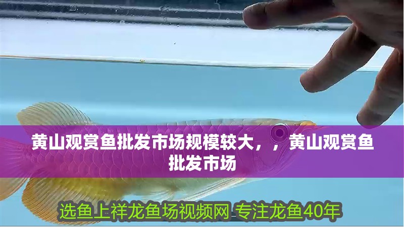 黃山觀賞魚批發市場規模較大，，黃山觀賞魚批發市場