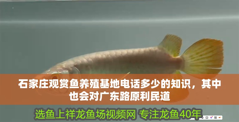 石家莊觀賞魚養(yǎng)殖基地電話多少的知識(shí)，其中也會(huì)對(duì)廣東路原利民道