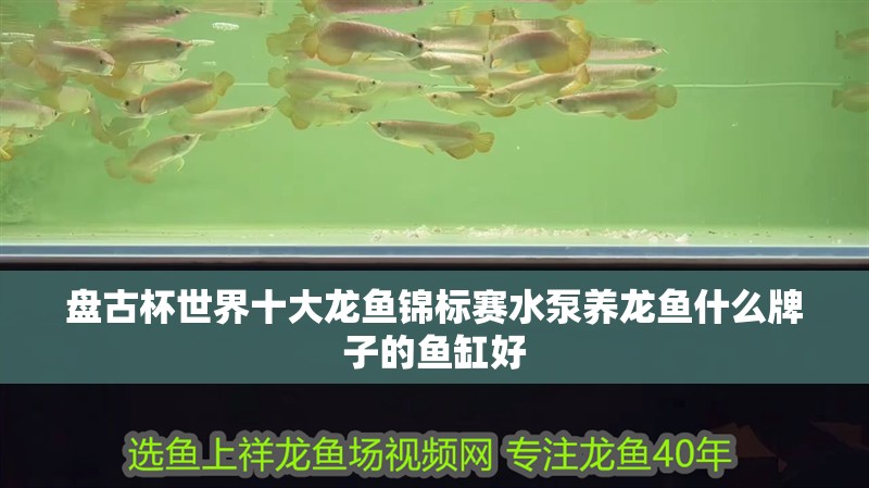 盤古杯世界十大龍魚錦標賽水泵養龍魚什么牌子的魚缸好