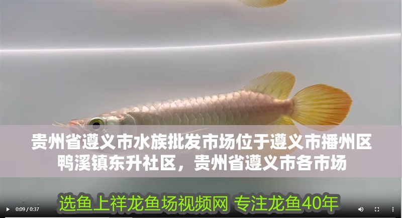 貴州省遵義市水族批發市場位于遵義市播州區鴨溪鎮東升社區，貴州省遵義市各市場