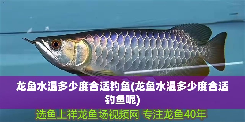龍魚(yú)水溫多少度合適釣魚(yú)(龍魚(yú)水溫多少度合適釣魚(yú)呢) 龍魚(yú)水溫多少度合適釣魚(yú)(龍魚(yú)水溫多少度合適釣魚(yú)呢) 觀賞魚(yú)百科