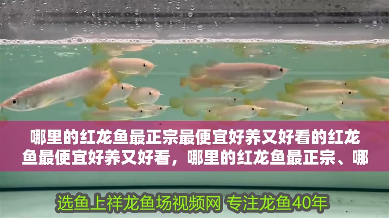 哪里的紅龍魚最正宗最便宜好養又好看的紅龍魚最便宜好養又好看，哪里的紅龍魚最正宗、哪里的紅龍魚最便宜、哪里紅龍品種好