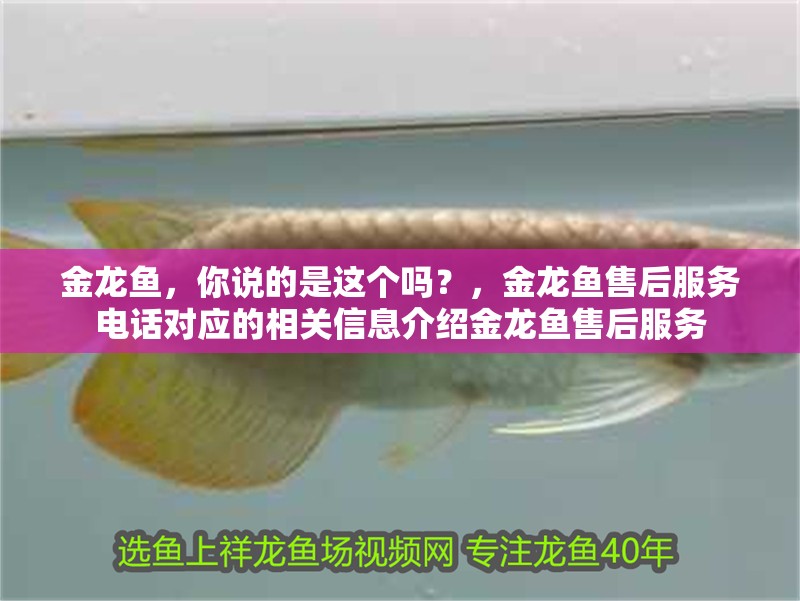 金龍魚，你說的是這個嗎？，金龍魚售后服務電話對應的相關信息介紹金龍魚售后服務