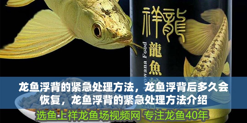 龍魚浮背的緊急處理方法，龍魚浮背后多久會恢復，龍魚浮背的緊急處理方法介紹