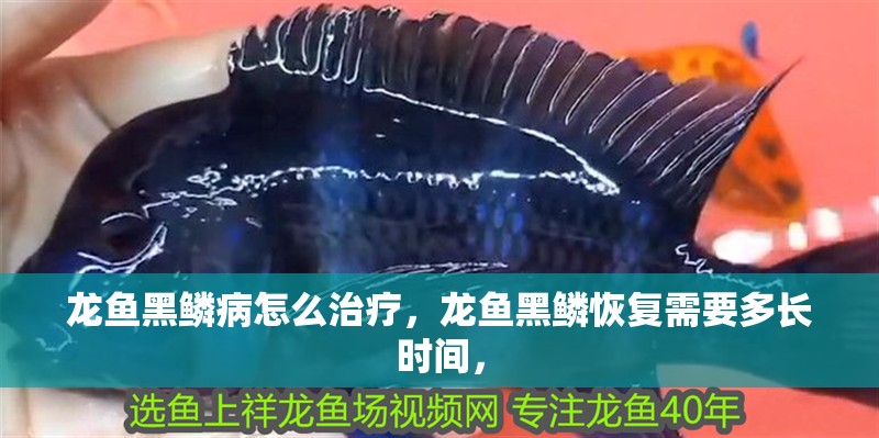龍魚黑鱗病怎么治療，龍魚黑鱗恢復需要多長時間，