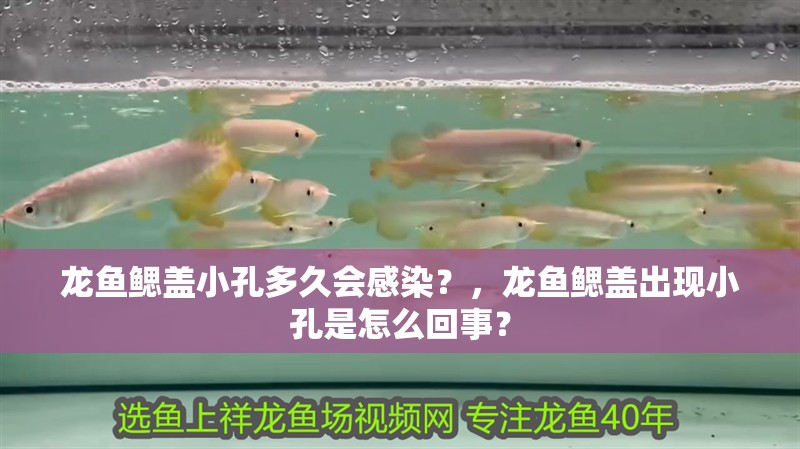 龍魚鰓蓋小孔多久會感染？，龍魚鰓蓋出現小孔是怎么回事？