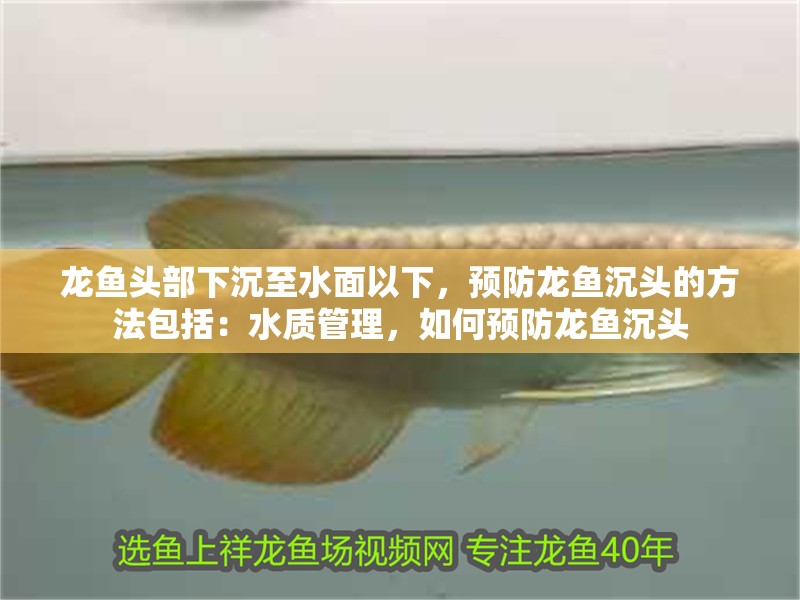 龍魚頭部下沉至水面以下，預(yù)防龍魚沉頭的方法包括：水質(zhì)管理，如何預(yù)防龍魚沉頭