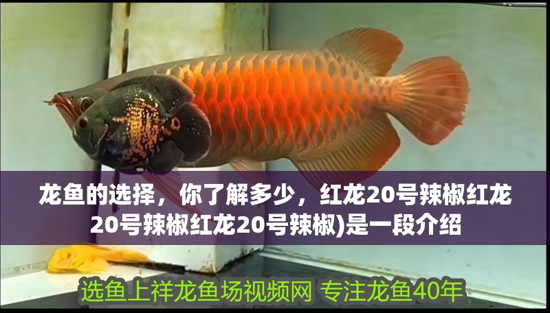 龍魚的選擇，你了解多少，紅龍20號辣椒紅龍20號辣椒紅龍20號辣椒)是一段介紹