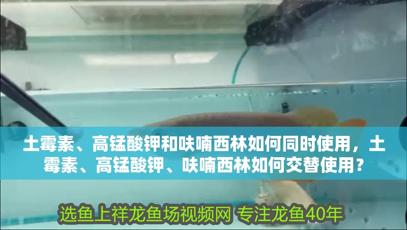 土霉素、高錳酸鉀和呋喃西林如何同時使用，土霉素、高錳酸鉀、呋喃西林如何交替使用？ 土霉素、高錳酸鉀和呋喃西林如何同時使用，土霉素、高錳酸鉀、呋喃西林如何交替使用？ 龍魚百科 第3張