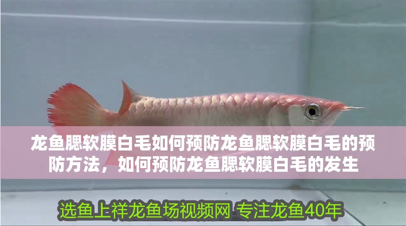 龍魚腮軟膜白毛如何預防龍魚腮軟膜白毛的預防方法，如何預防龍魚腮軟膜白毛的發生