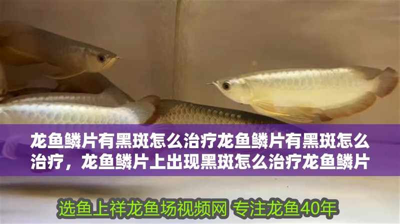 龍魚鱗片有黑斑怎么治療龍魚鱗片有黑斑怎么治療，龍魚鱗片上出現黑斑怎么治療龍魚鱗片有黑斑怎么治療