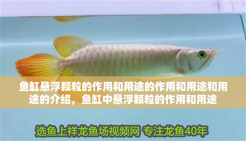 魚缸懸浮顆粒的作用和用途的作用和用途和用途的介紹，魚缸中懸浮顆粒的作用和用途