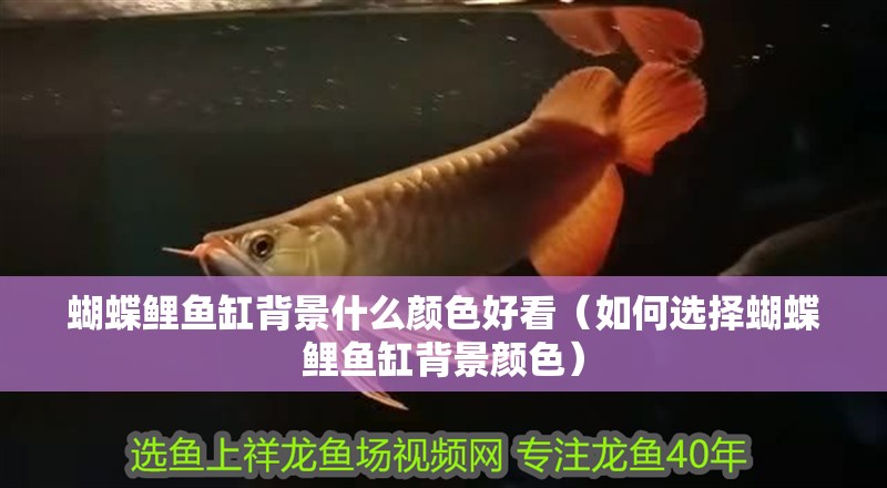 蝴蝶鯉魚缸背景什么顏色好看（如何選擇蝴蝶鯉魚缸背景顏色）